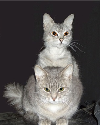 две кошки