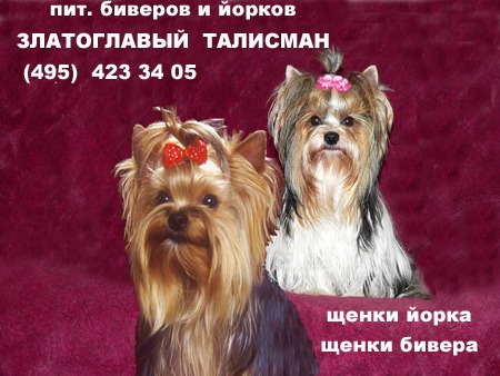 бивер йорк ийоркширский терьер